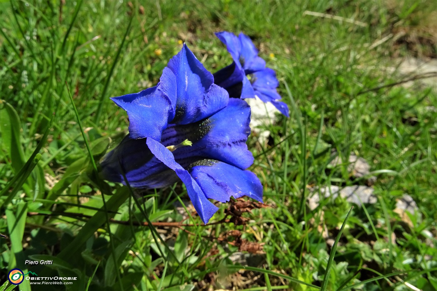 19 Fiori sul sentiero, Genziana di Koch (Gentiana kochiana).JPG